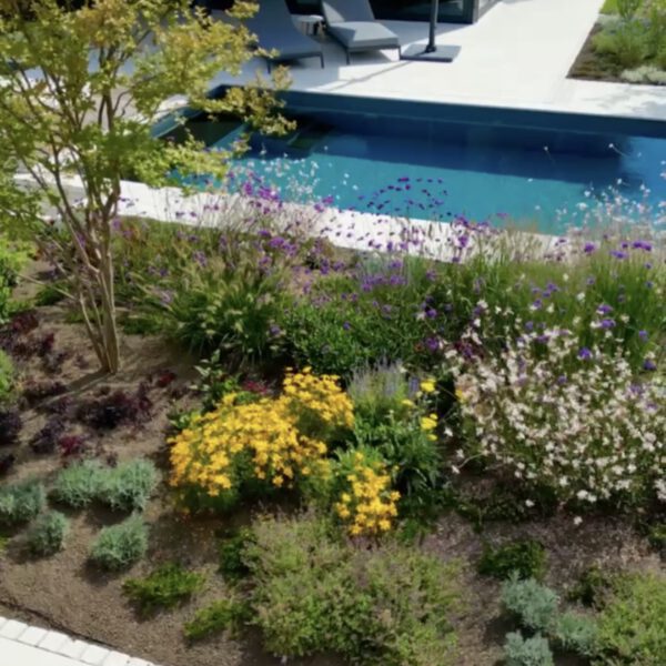 Kurz nach der Pflanzung